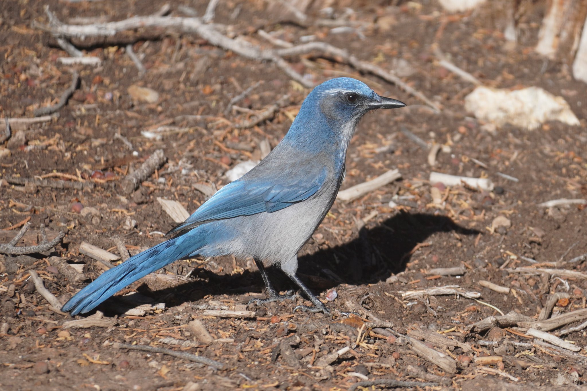 Black Canyon of the Gunnison