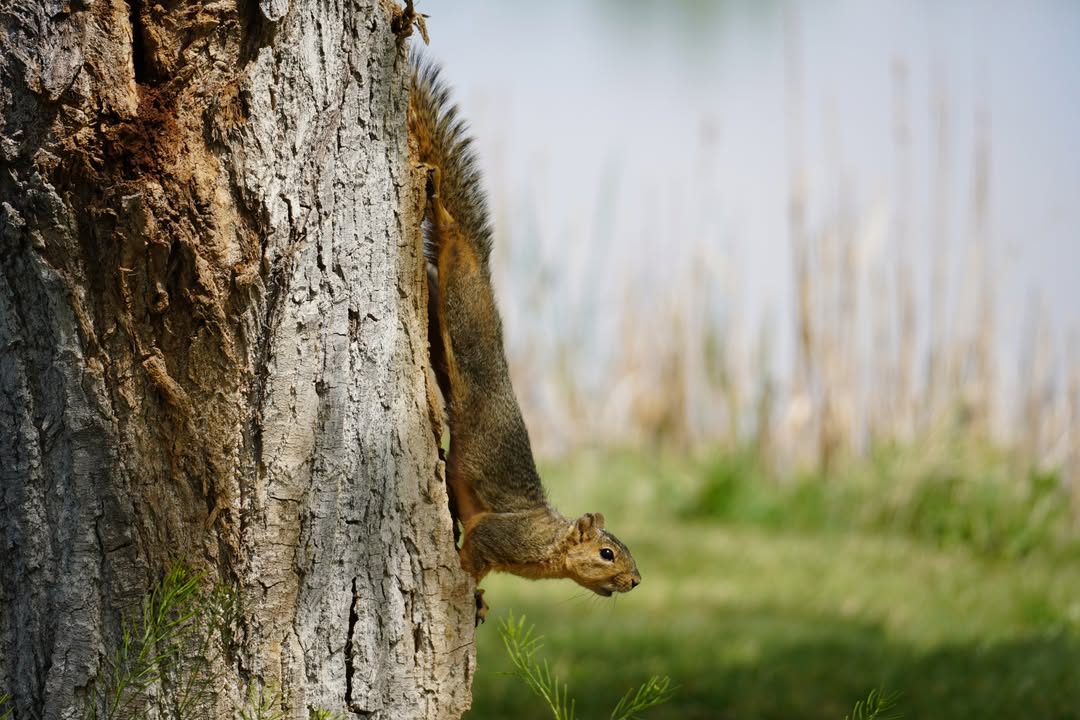 Barking Squirrel at St Vrain