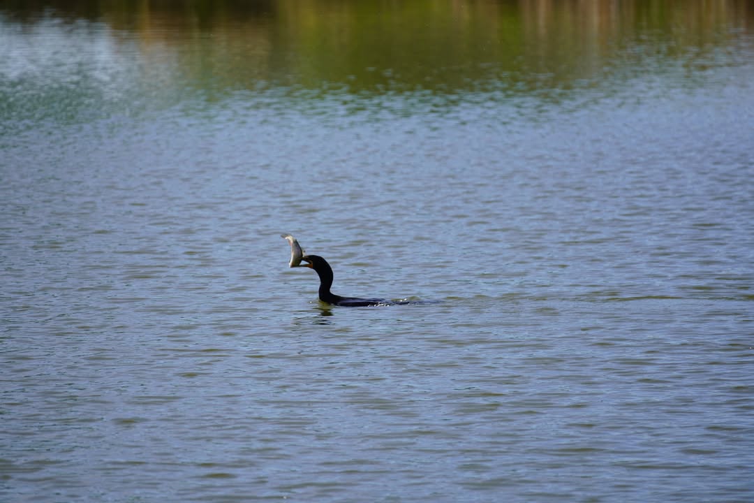 Comorant with a fish