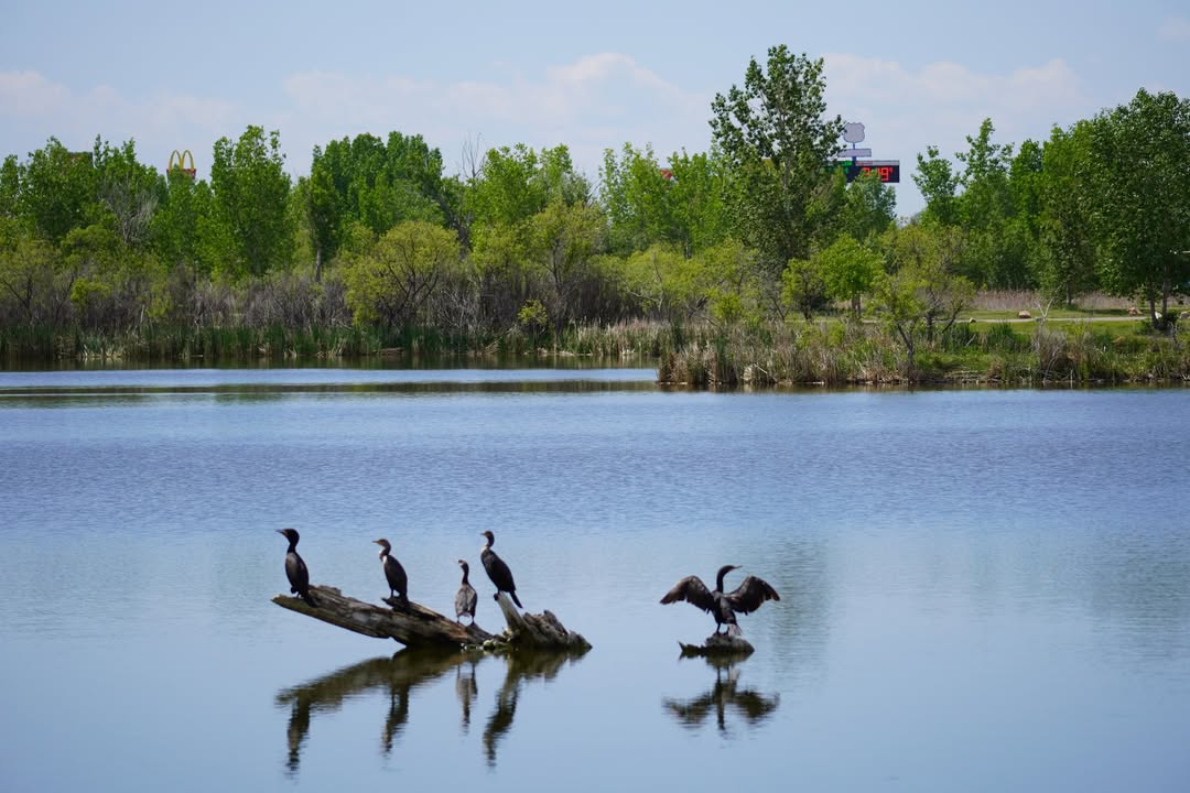 Cormorants at St Vrain