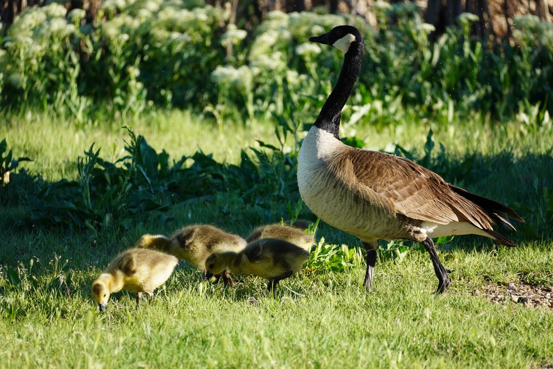 Goose and Goslings at St Vrain