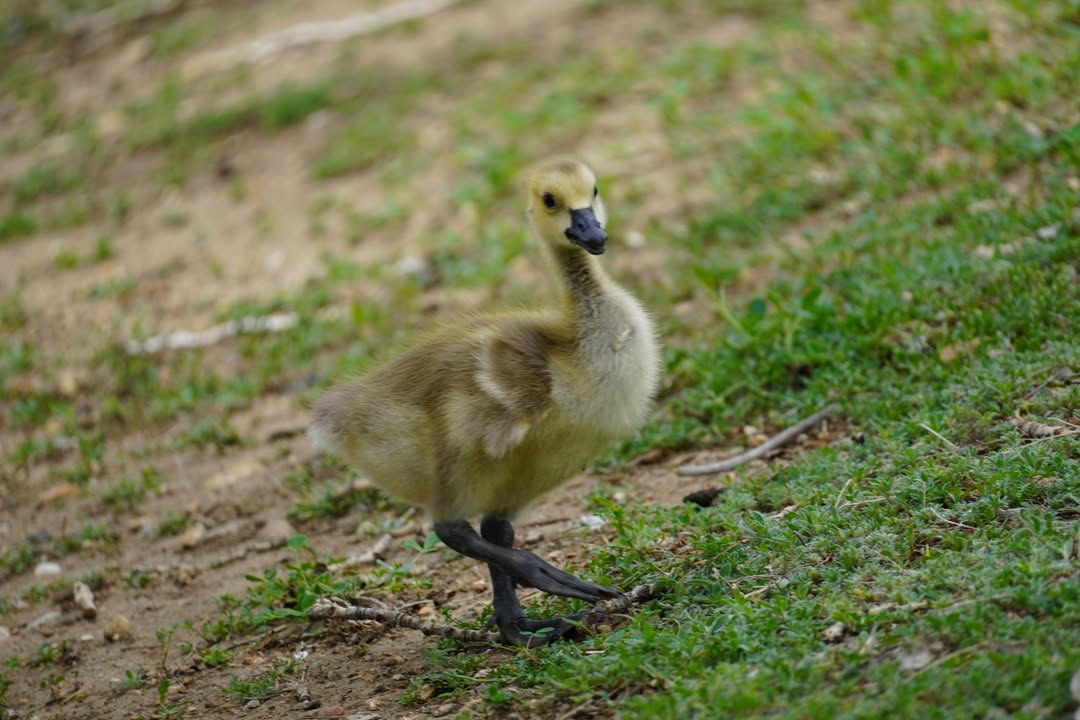 Gosling at St Vrain