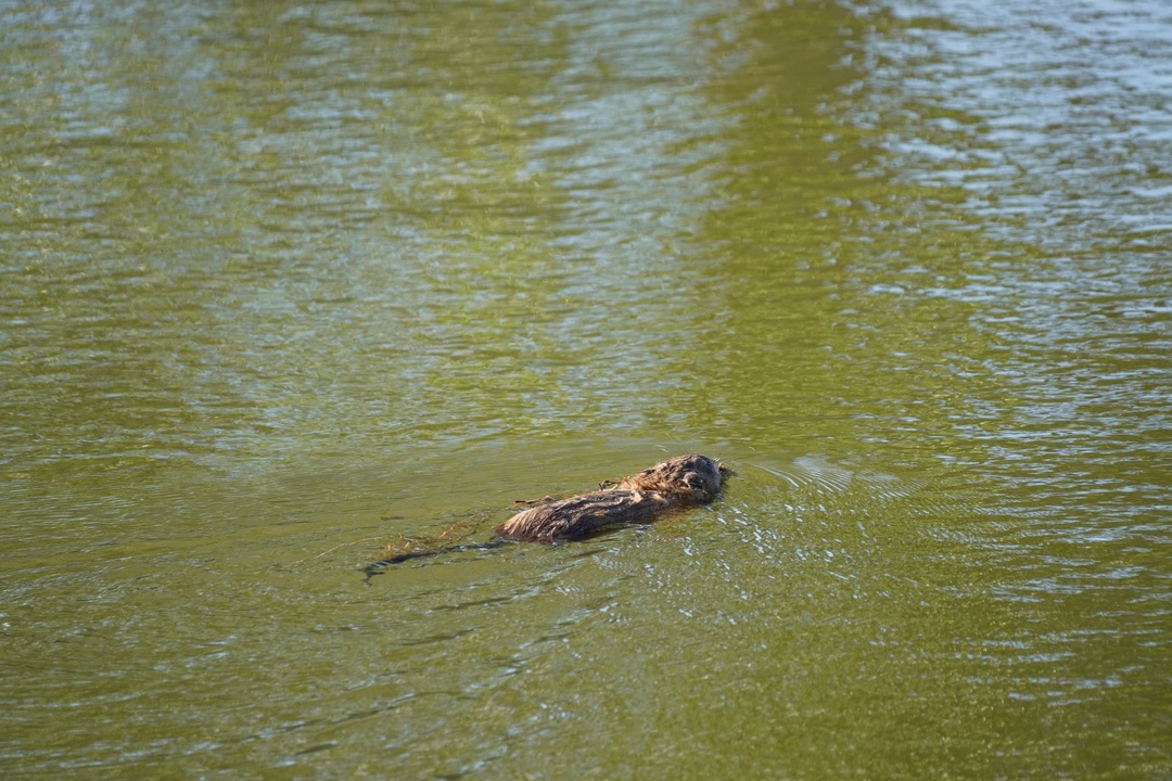 Muskrat at St Vrain