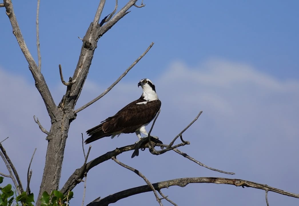 Osprey at St Vrain