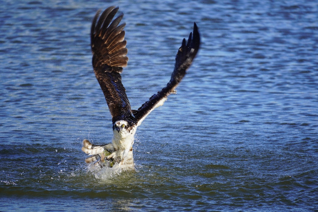 Osprey at St Vrain State Park
