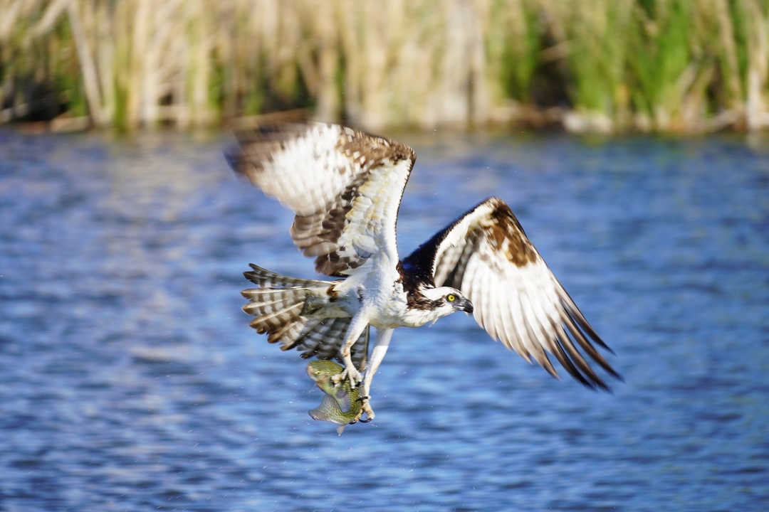 Osprey at St Vrain State Park