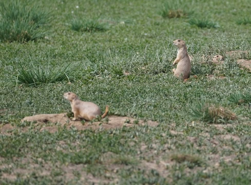 Prairie Dogs at St Vrain