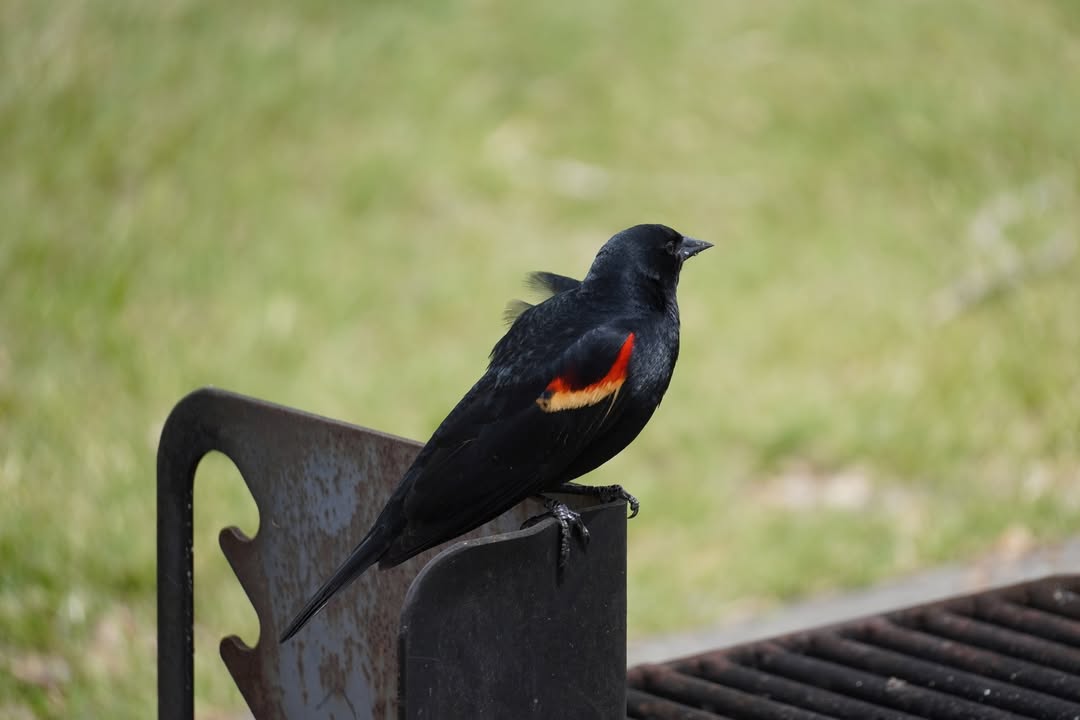 Red-winged blackbird at St Vrain