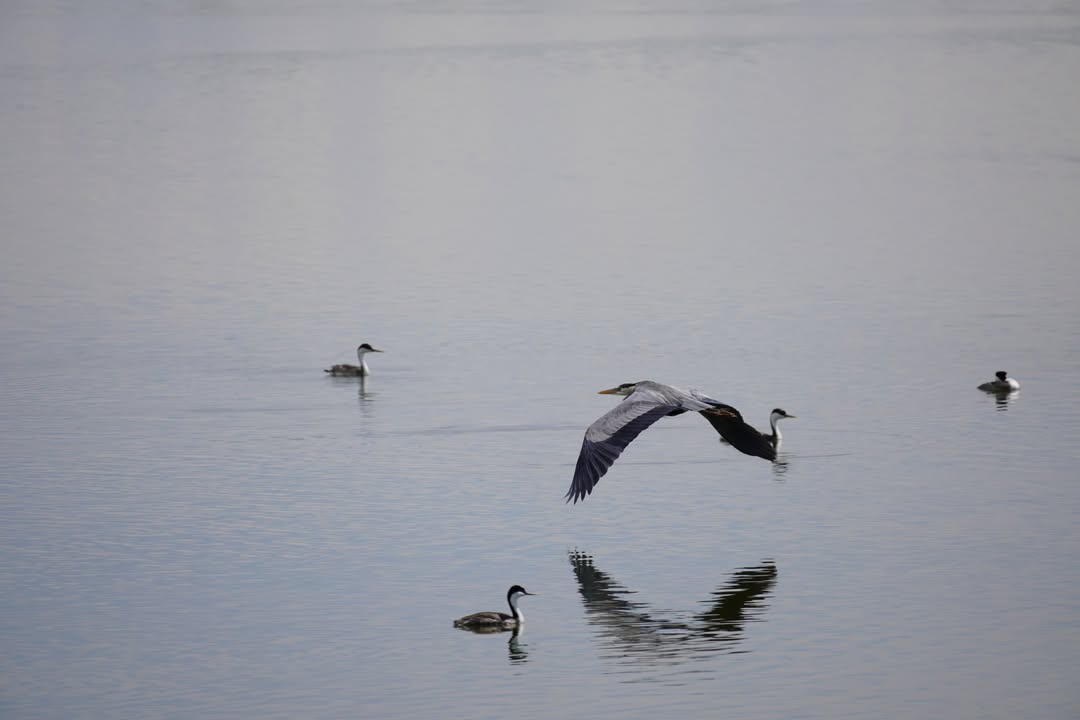 Western Grebes and Heron
