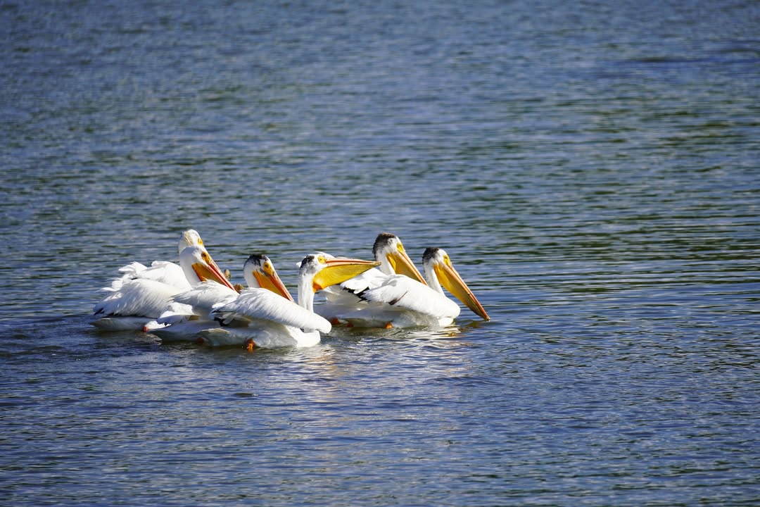 White Pelicans at St Vrain