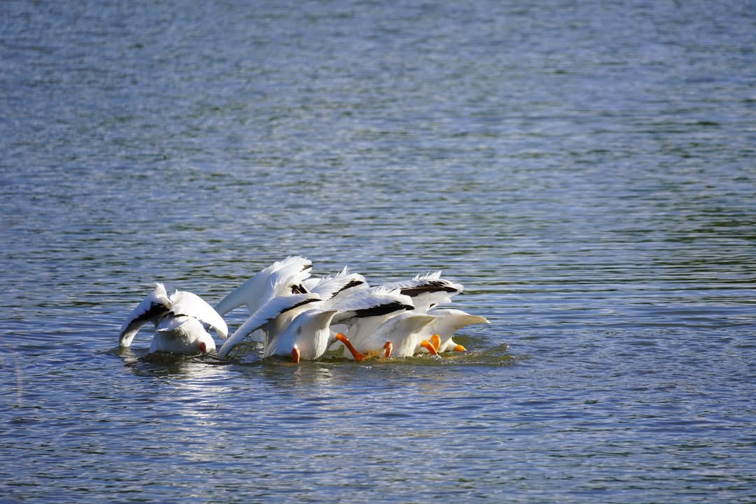 White Pelicans at St Vrain Butts Up