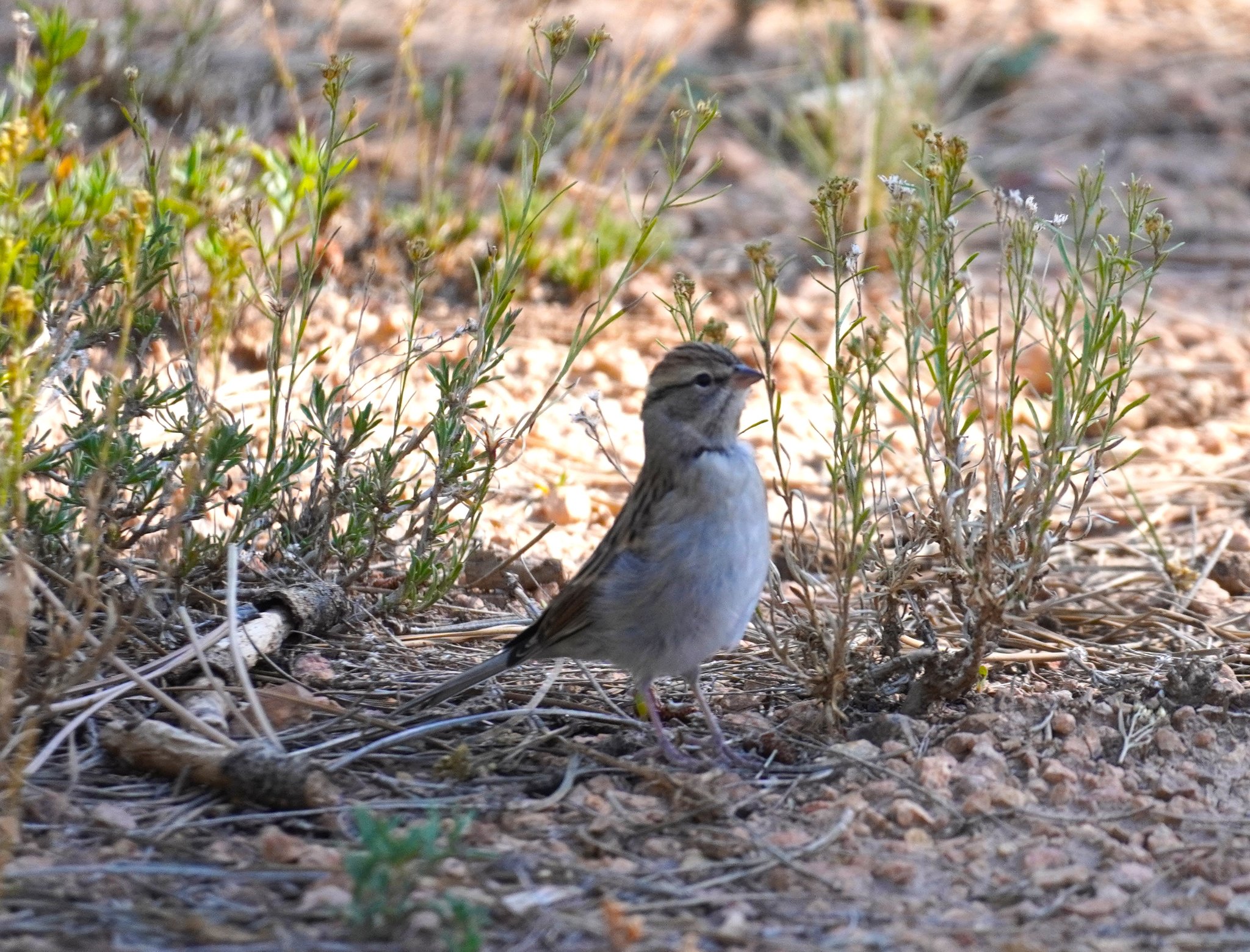 Chipping Sparrow at Dispersed Camping Site