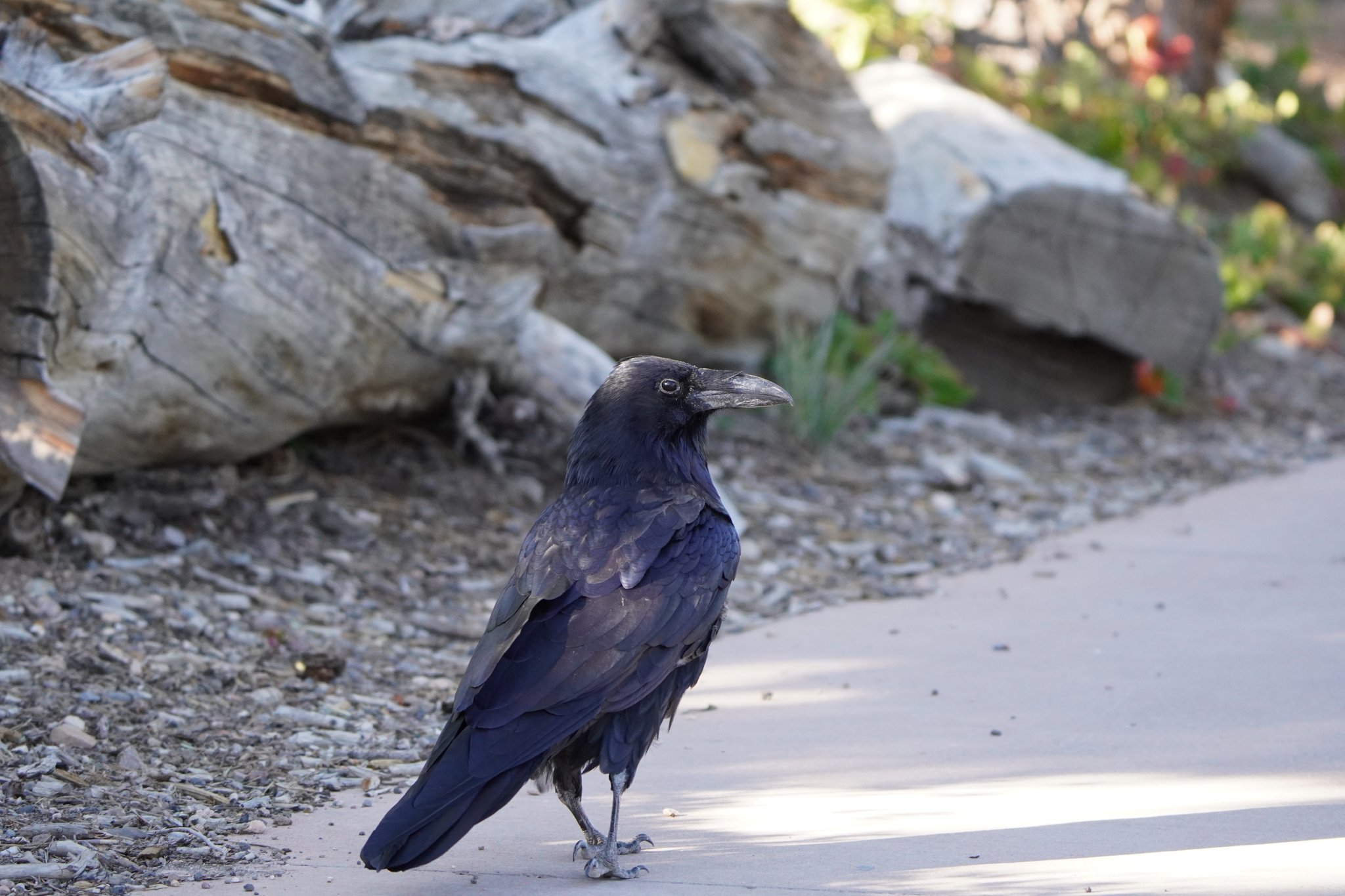 Crow at Rainbow Curve