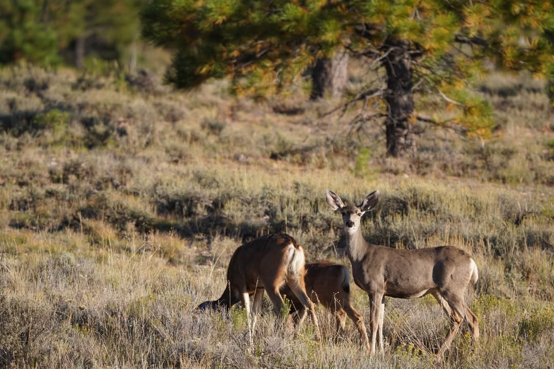 Deer Along Main Park Road