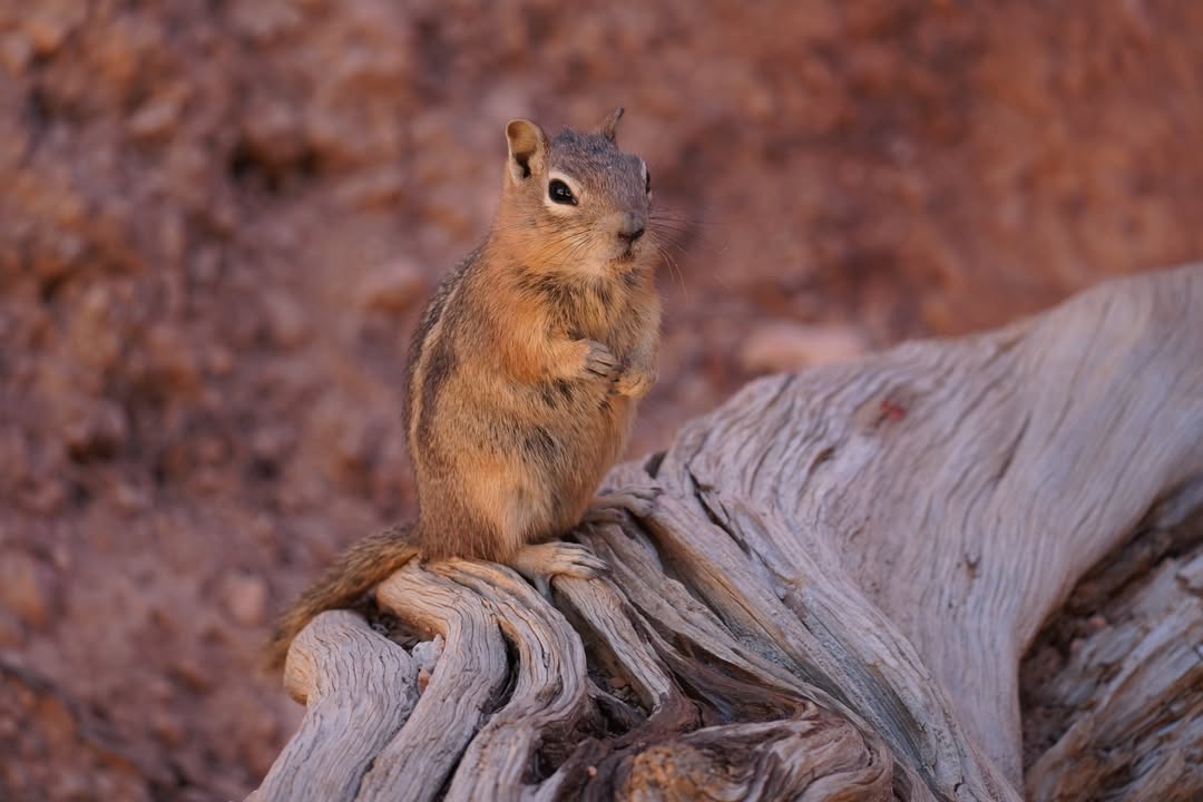 Golden-mantled Ground Squirrel