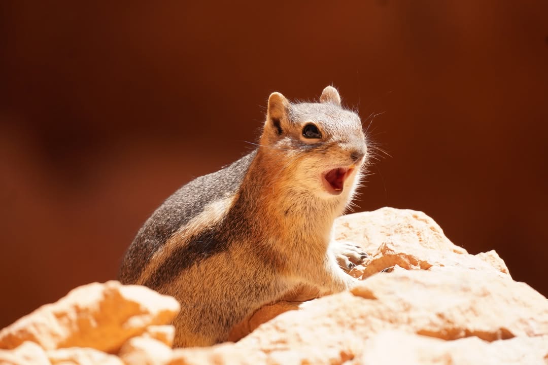 Golden-mantled Ground Squirrel