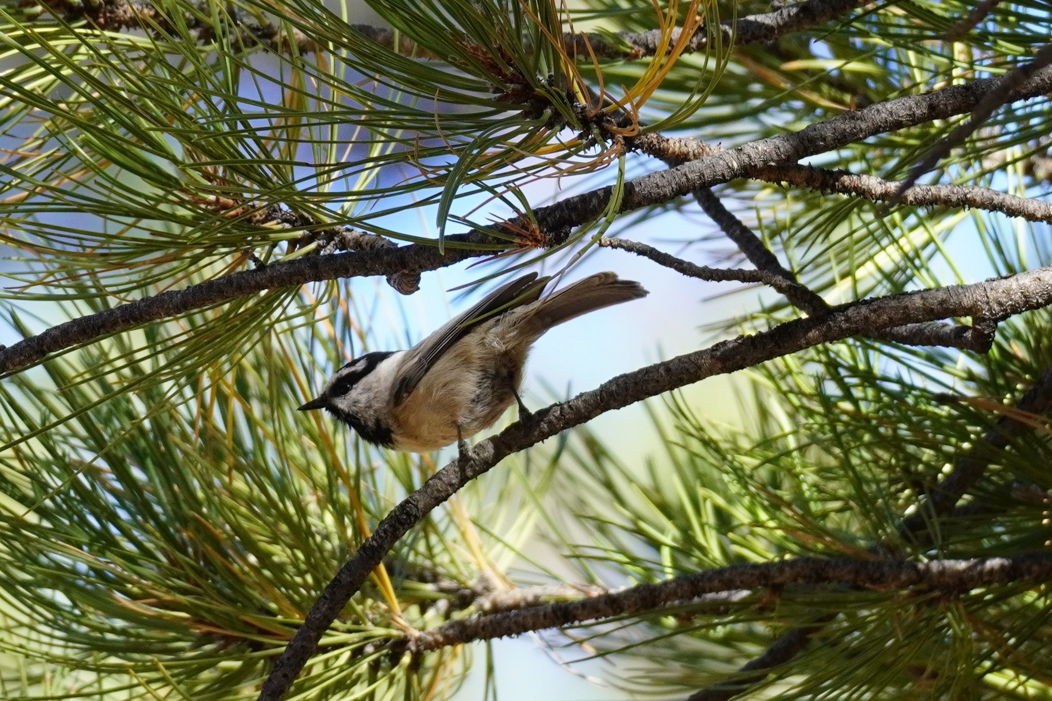 Mountain Chickadee at Dispersed Camping SIte