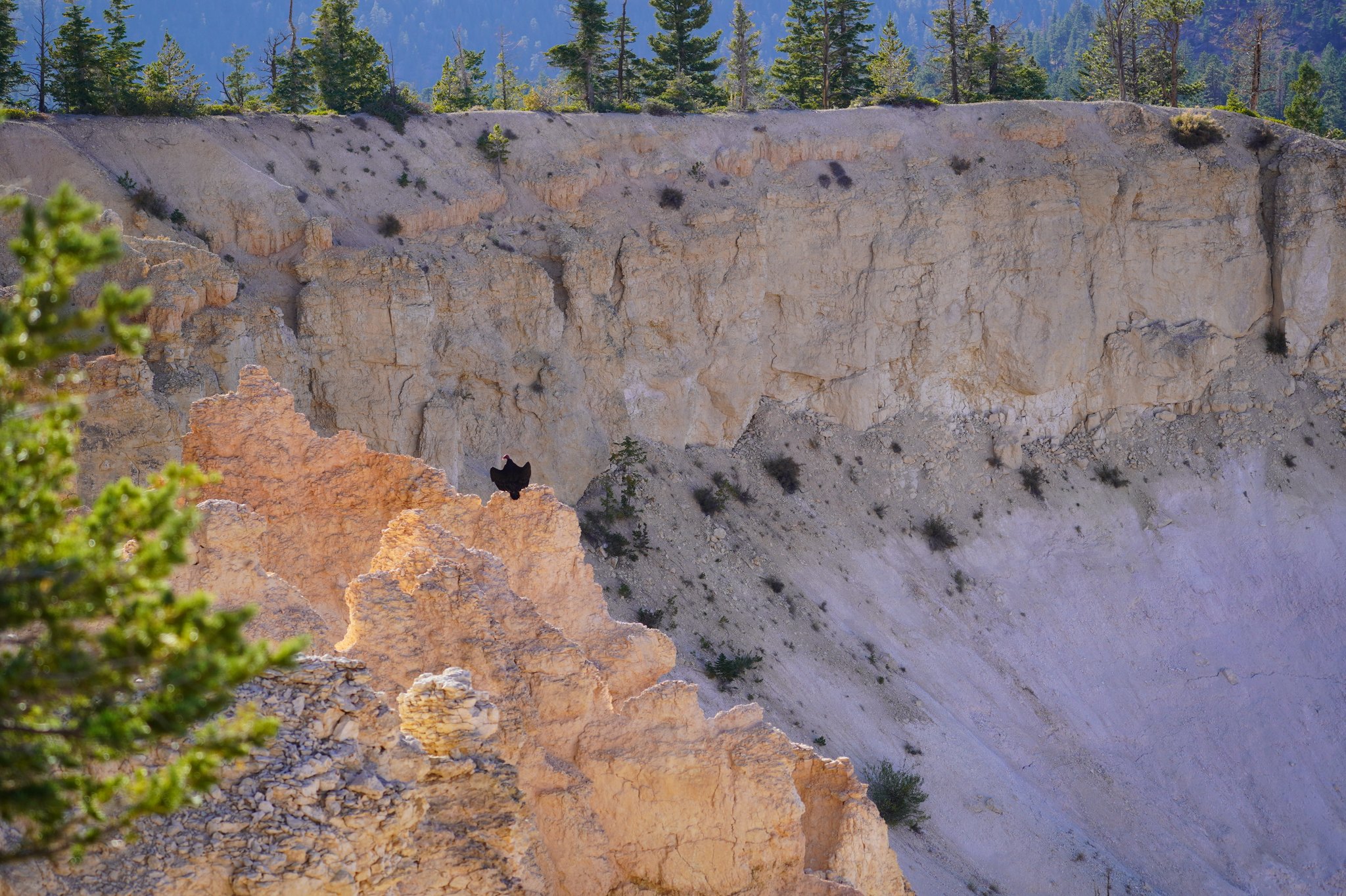 Rainbow Point with Vulture