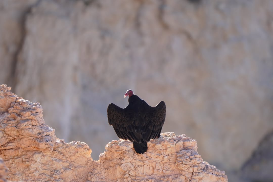 Turkey Vulture at Inspiration Point on first afternoon
