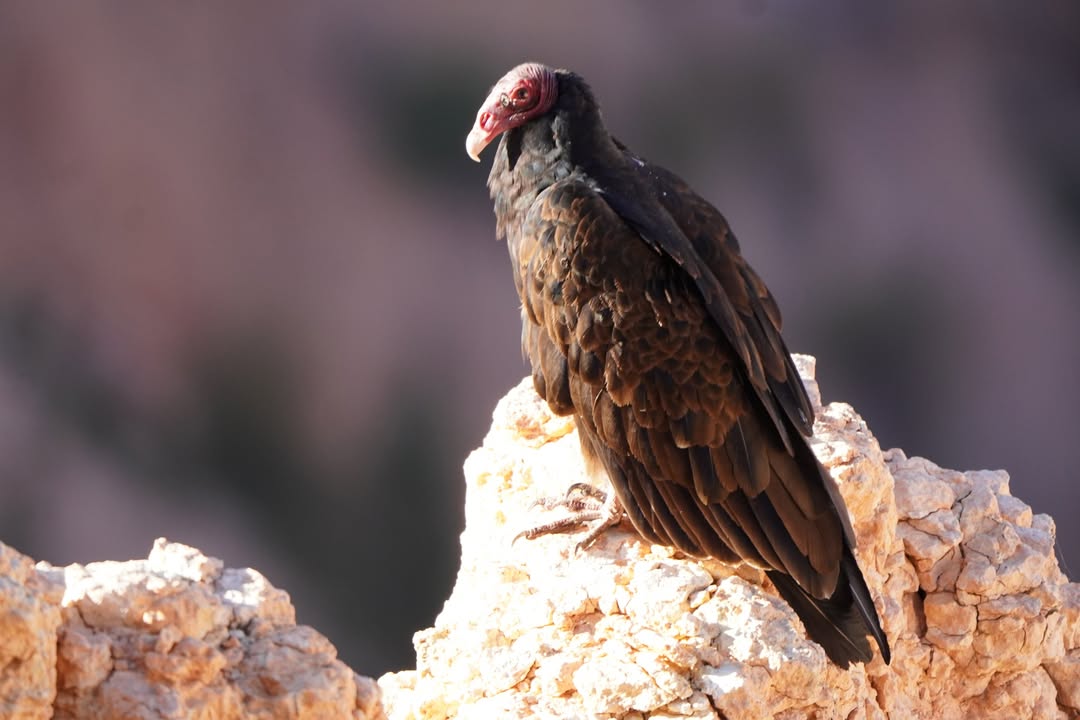 Turkey Vulture at Rainbow Point
