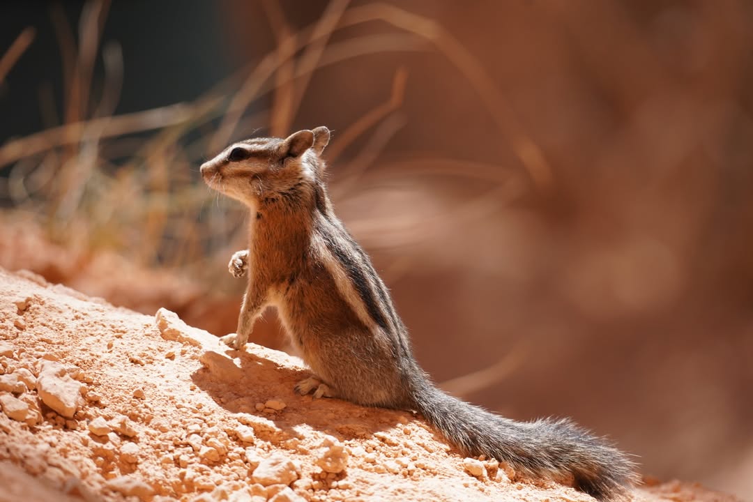 Uinta Chipmunk