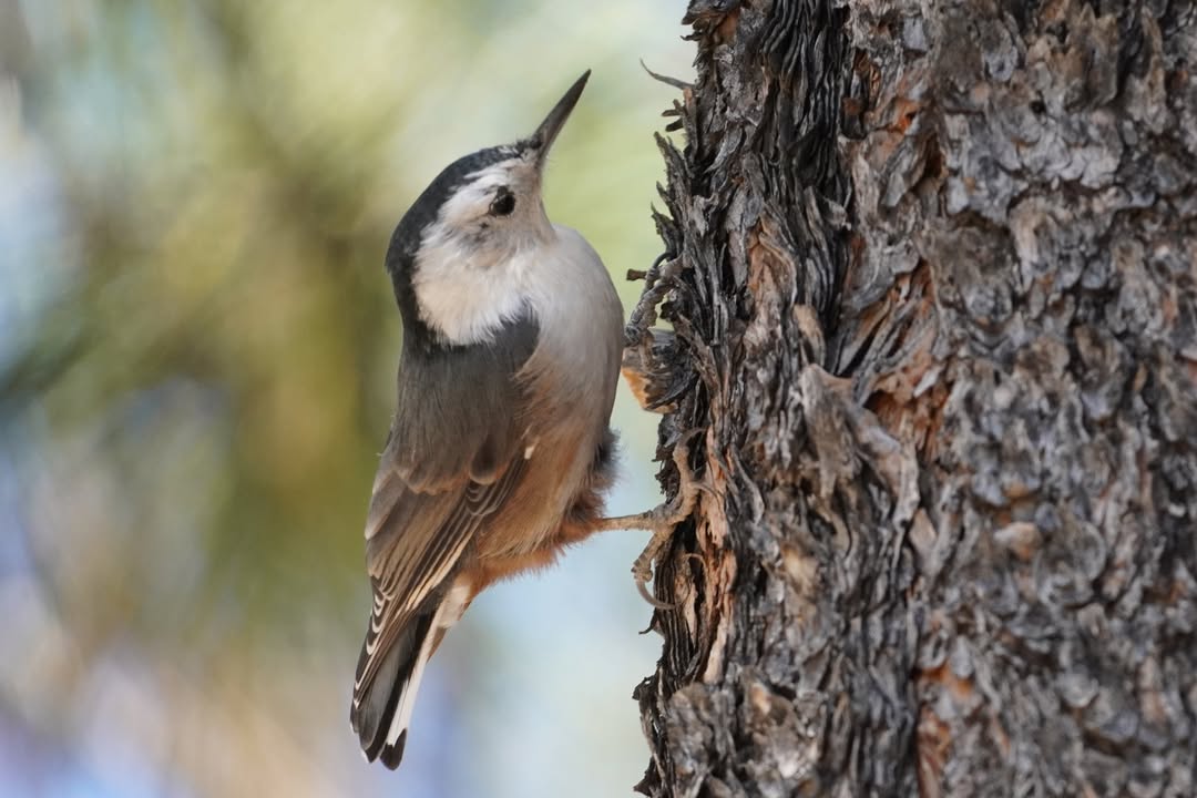 White-breasted Nuthatch
