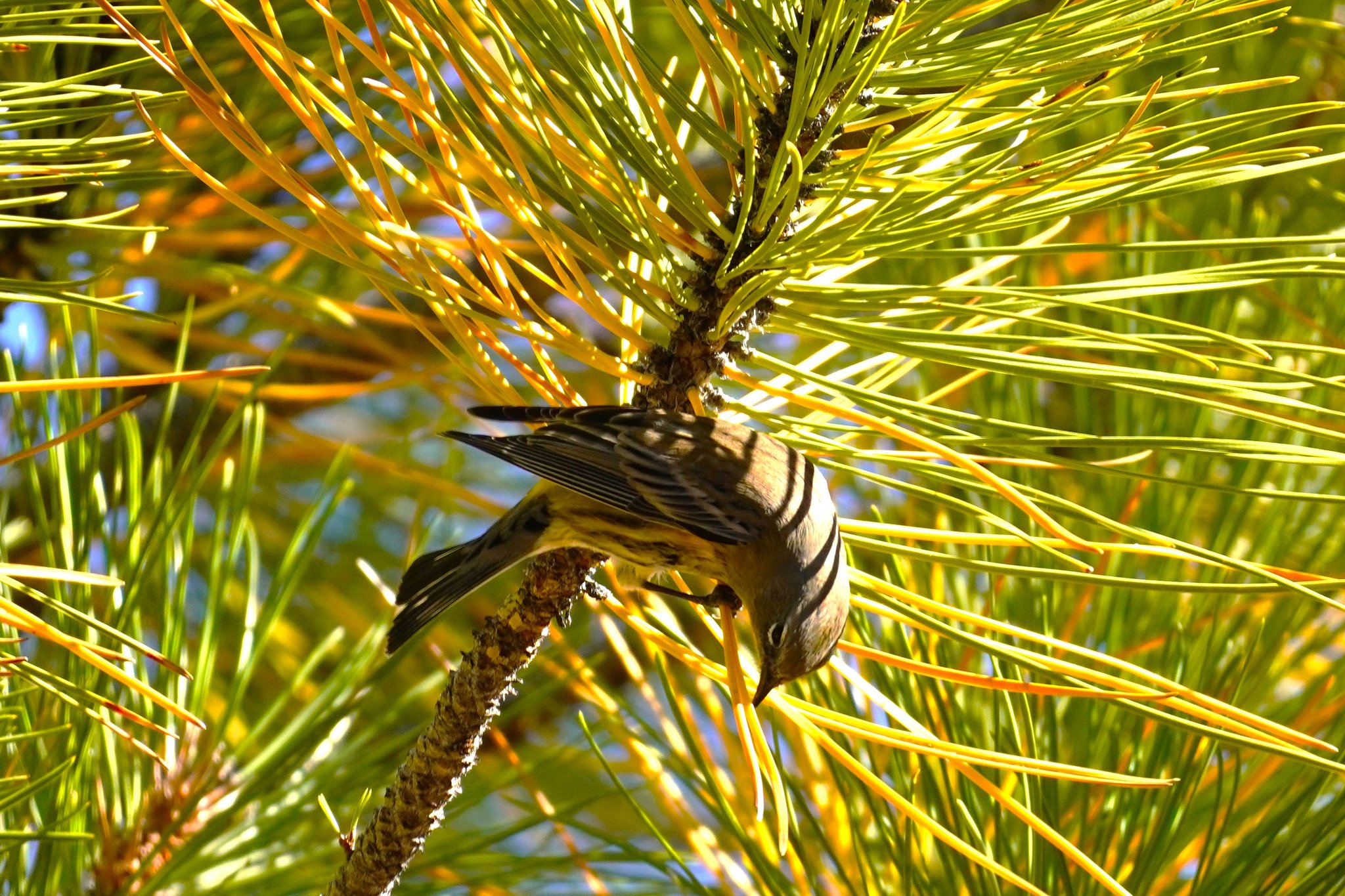 Yellow Rumped Warbler at Dispersed Camping Site