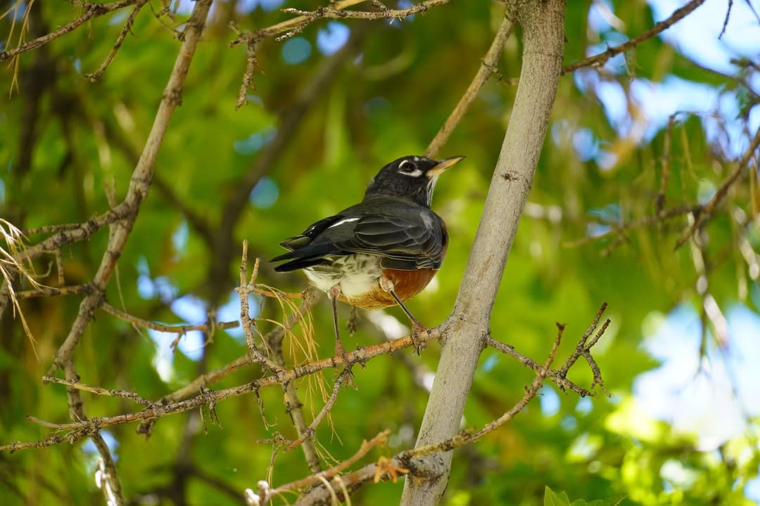 American Robin at Gifford House