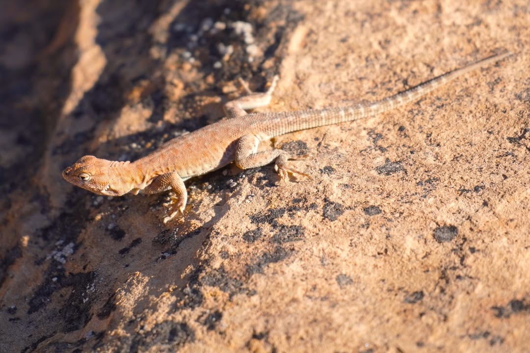 Common Side-blotched Lizard at Fremont River Trail