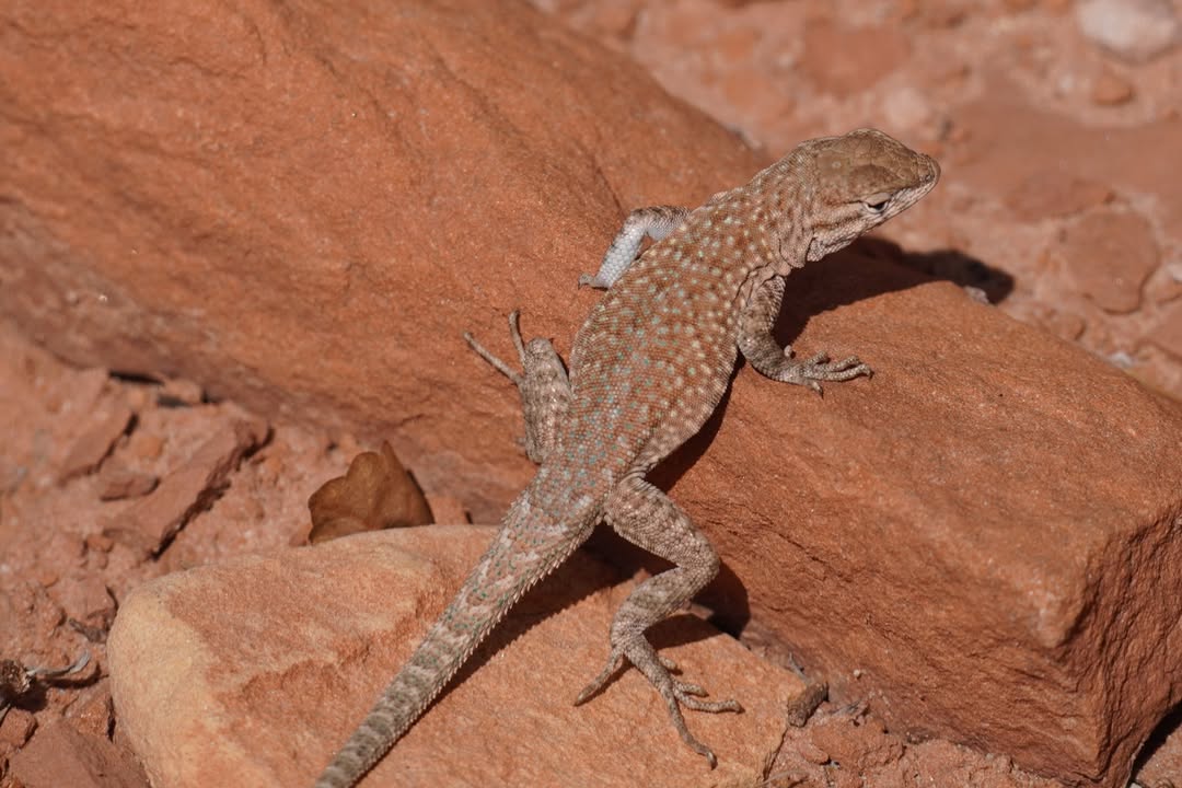 Common Side-blotched Lizard on Cassidy Arch trail