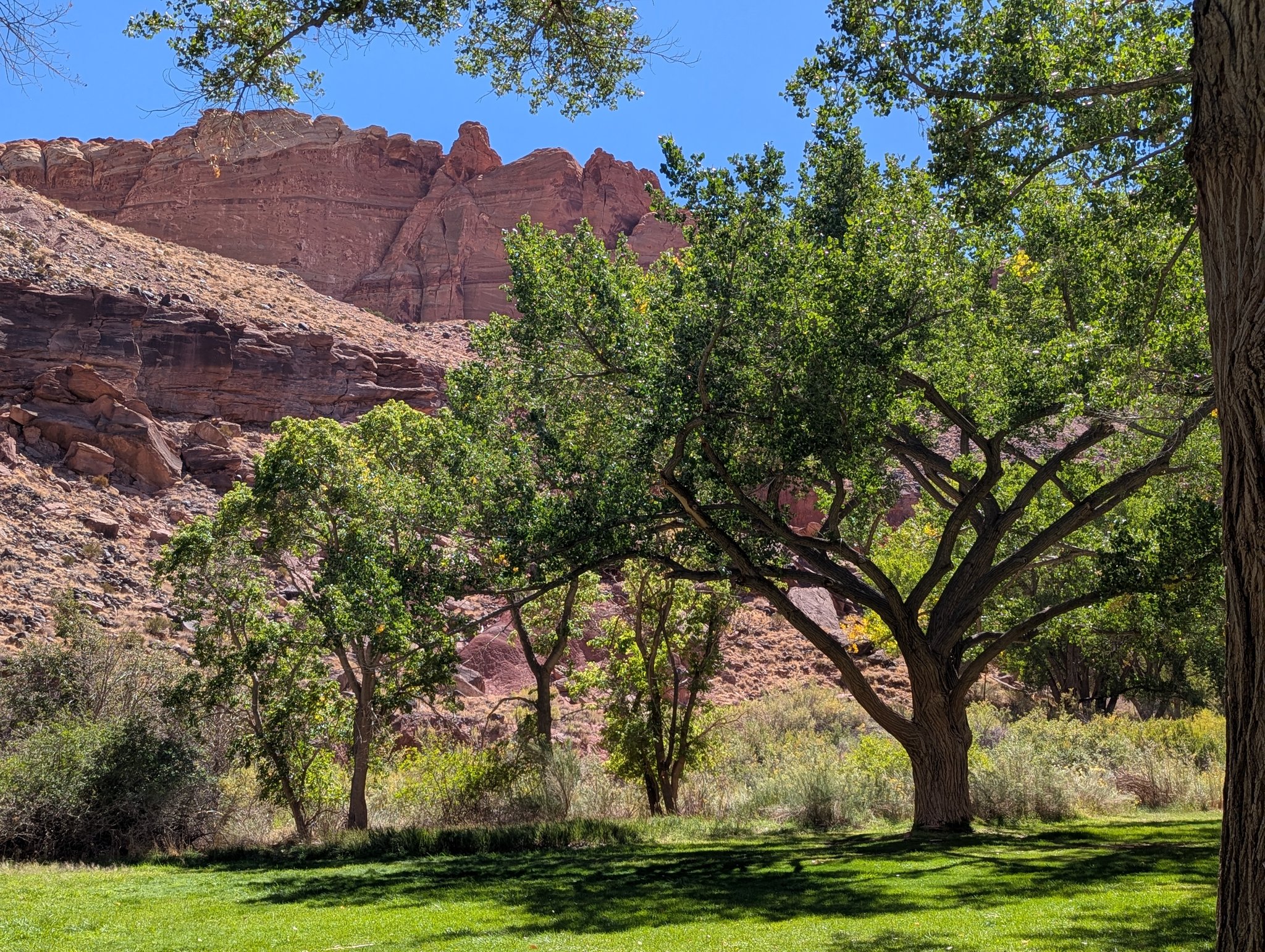 Cottonwood Trees near Orchard