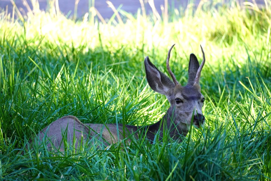 Deer at Trailhead of Fremont River Trail