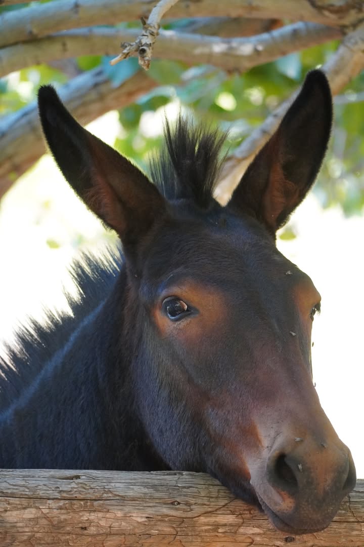 Foal along Fremont River Trail