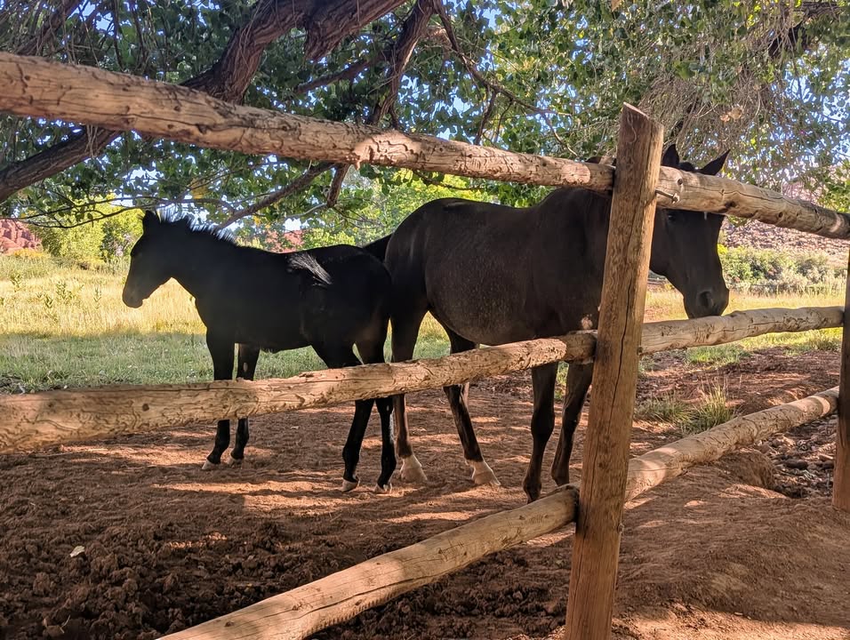 Mare and foal along Fremont River Trail