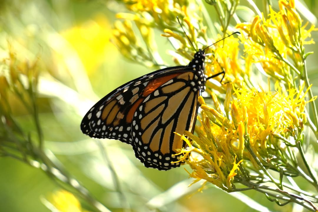 Monarch near Fremont River