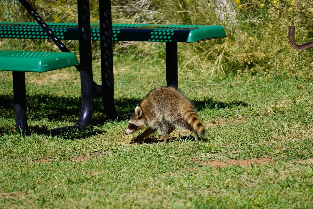 Raccoon at Gifford House picnic table