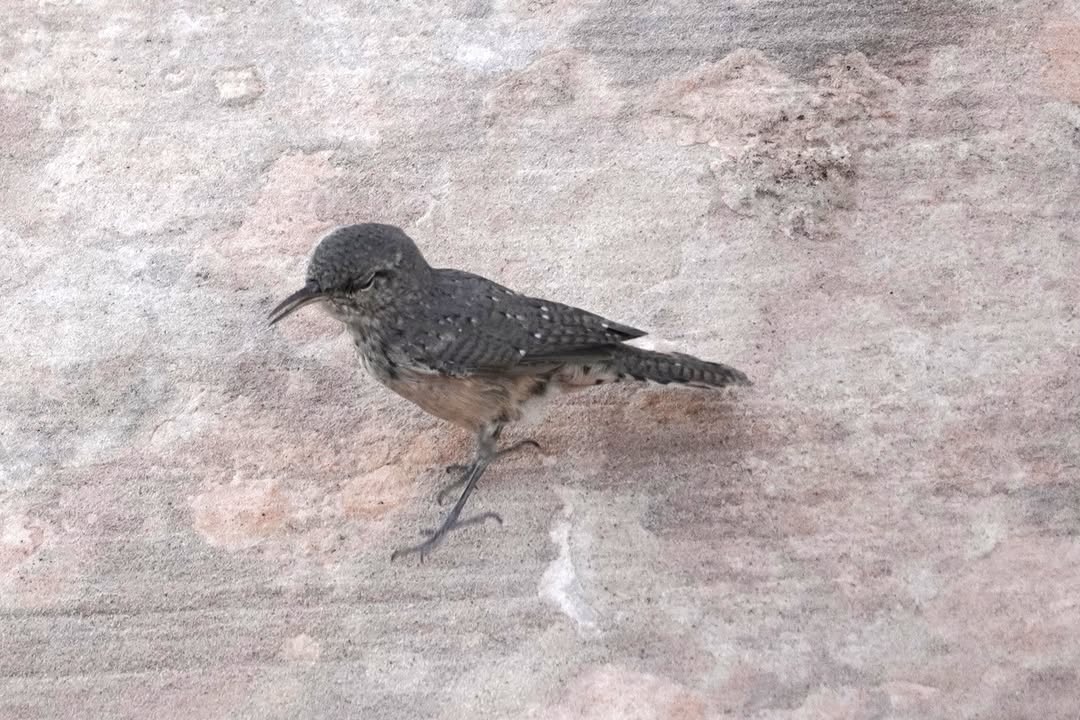 Rock Wren along Hickman Arch Trail