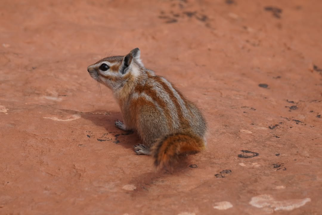 Uinta Chipmunk on Cassidy Arch trail
