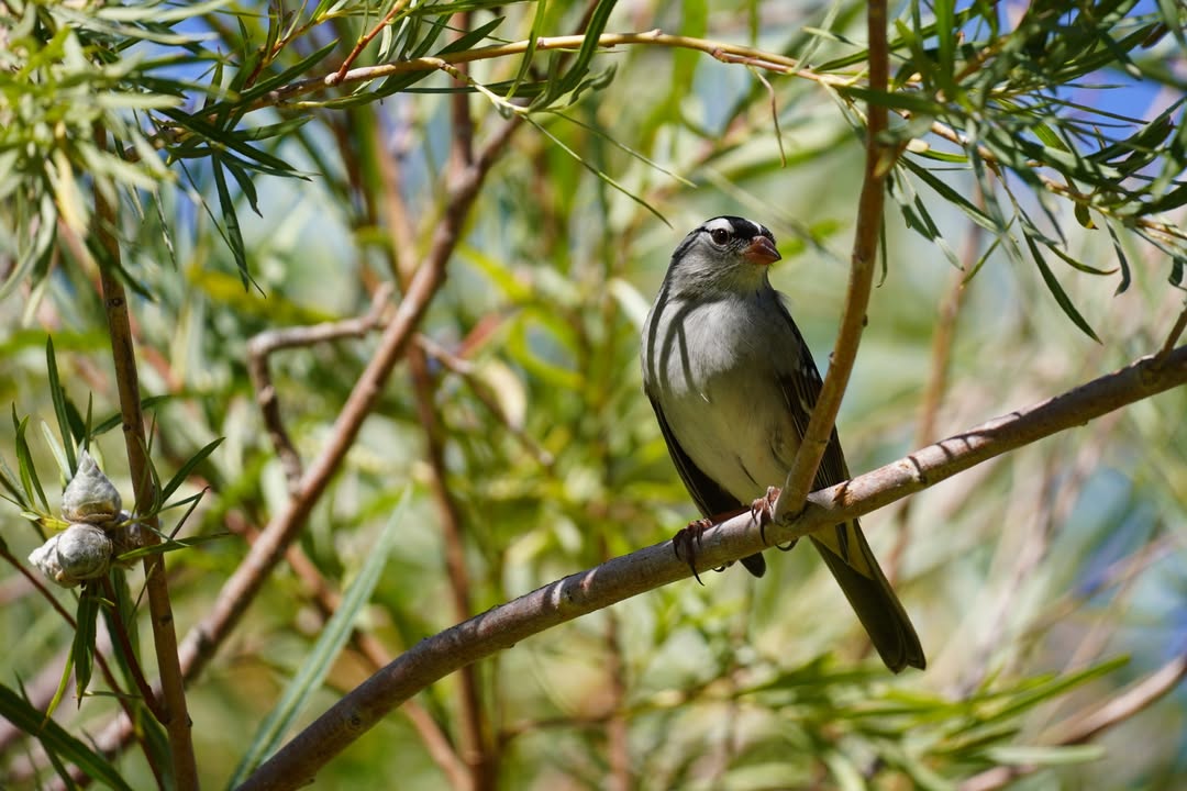 White-crowned Sparrow at GIfford House