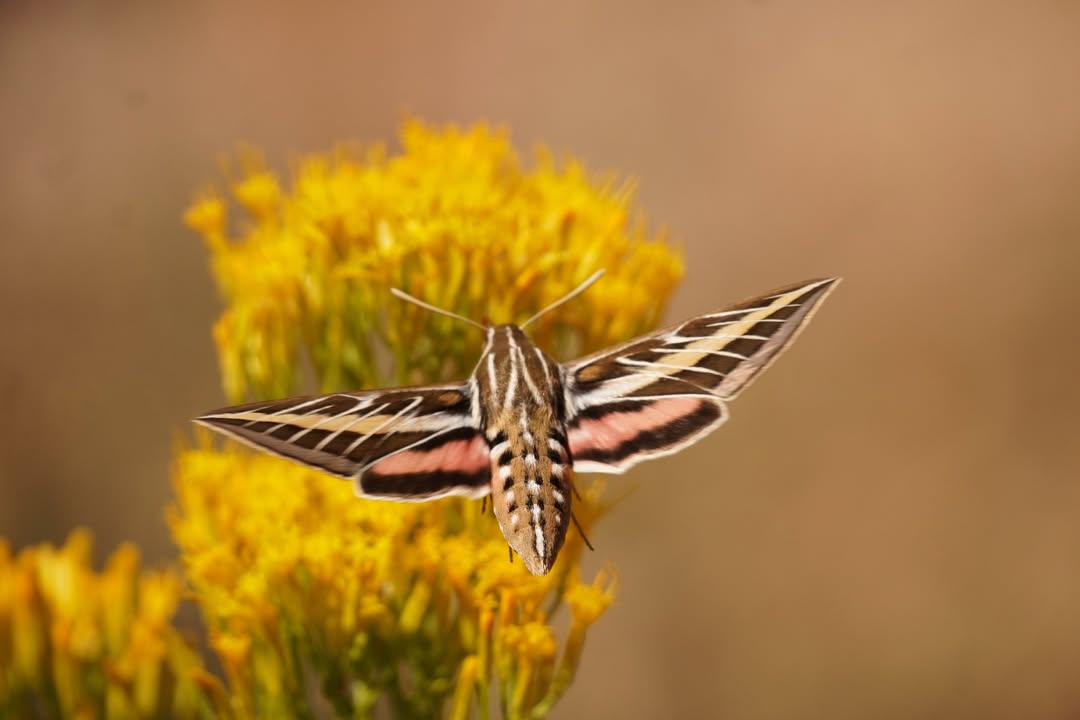 white-lined sphinx moth on rabbit bush