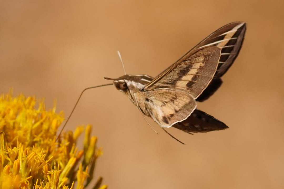 white-lined sphinx moth on rabbit bush