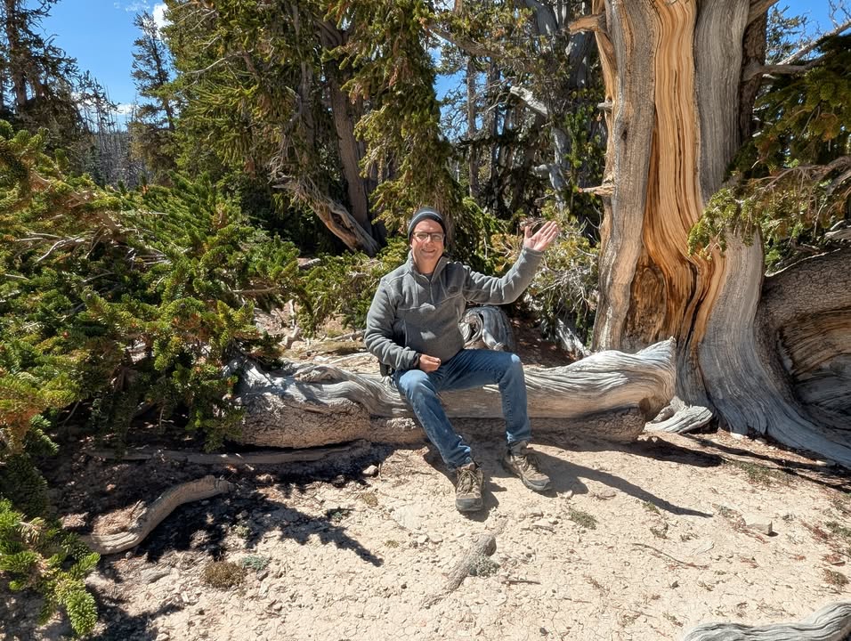 Bristlecone on Spectra Point Trail