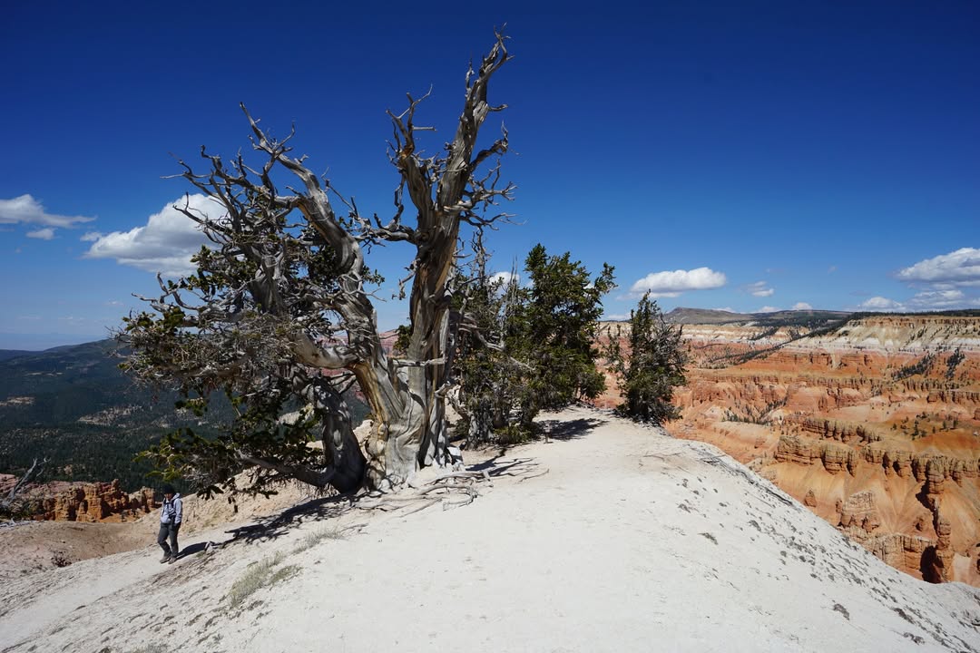 Bristlecone on Spectra Point Trail