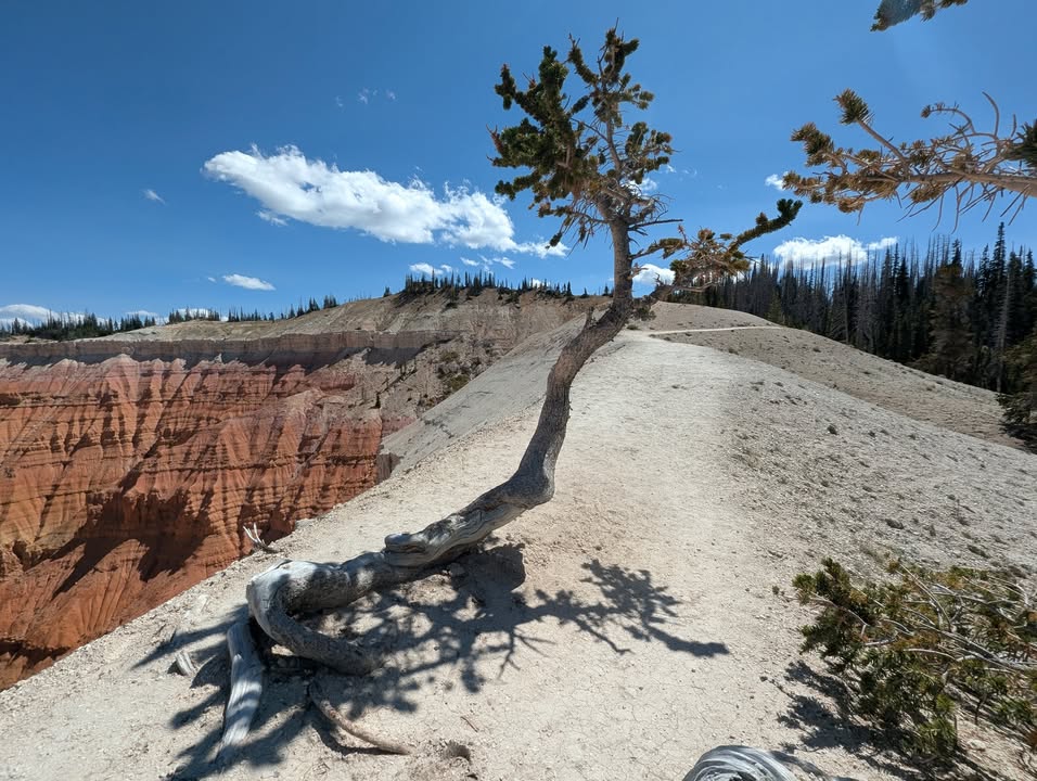Bristlecone on Spectra Point Trail