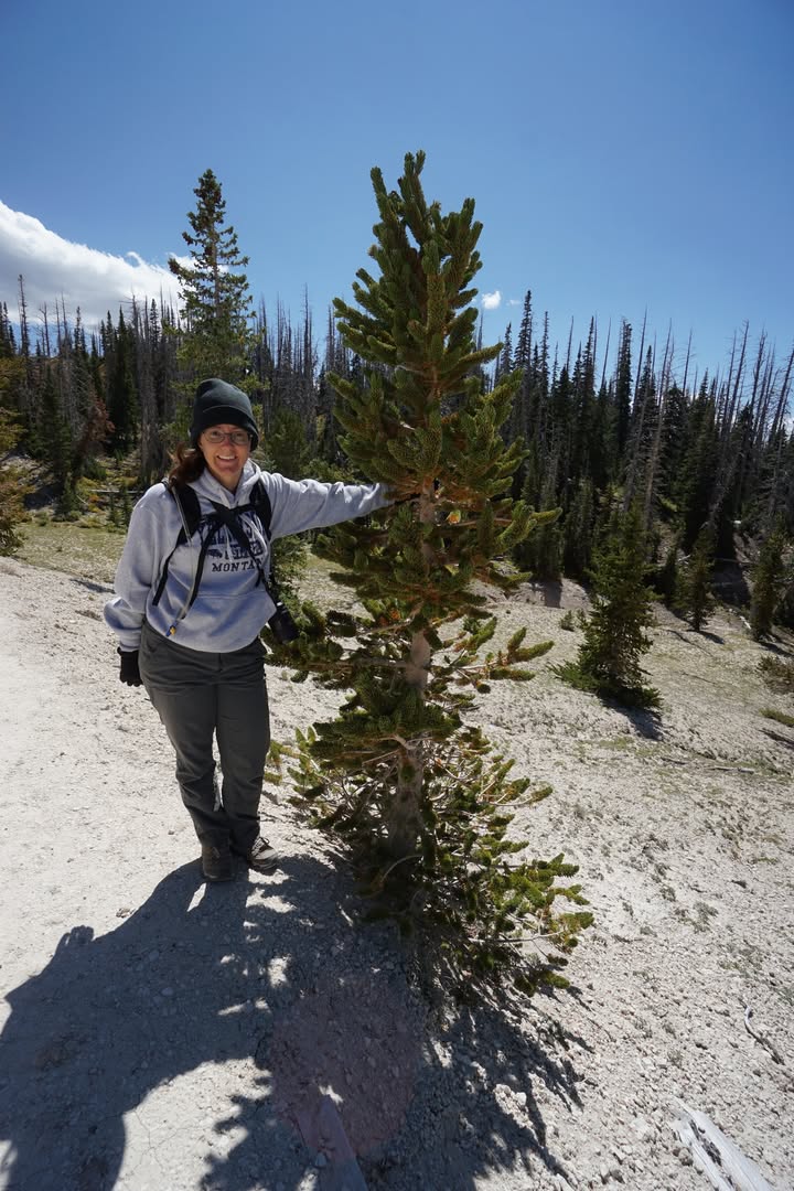 Bristlecone on Spectra Point Trail