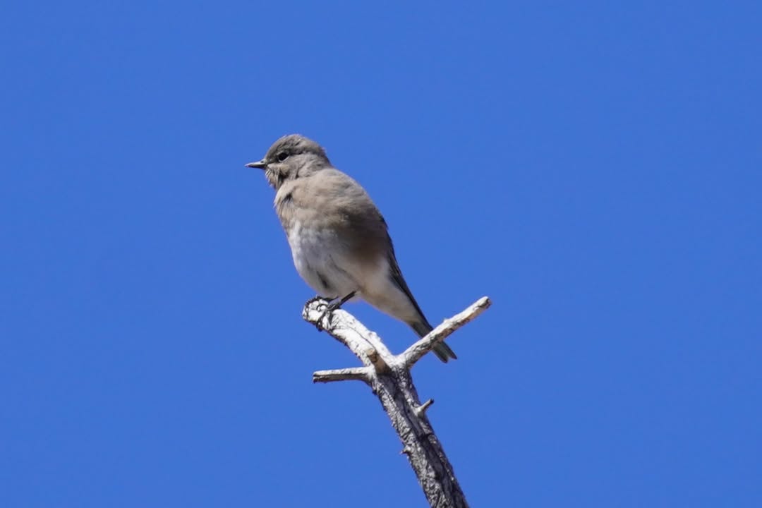 Cassin's finch on Spectra Point Trail