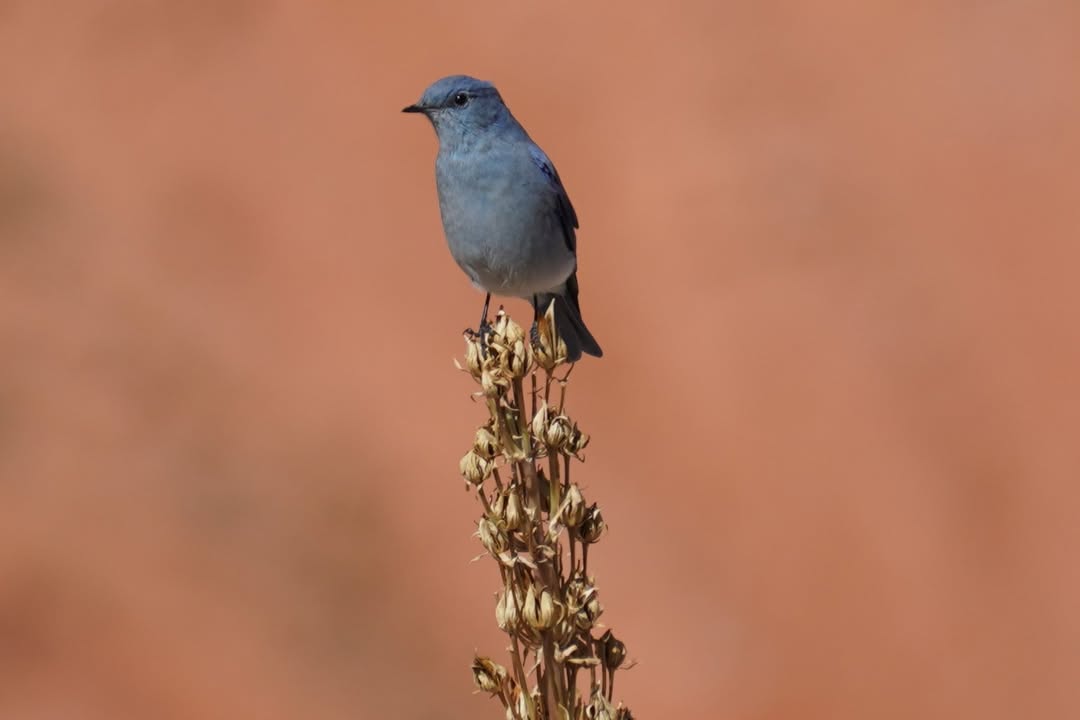 Mountain Blue Bird on Spectra Point Trail