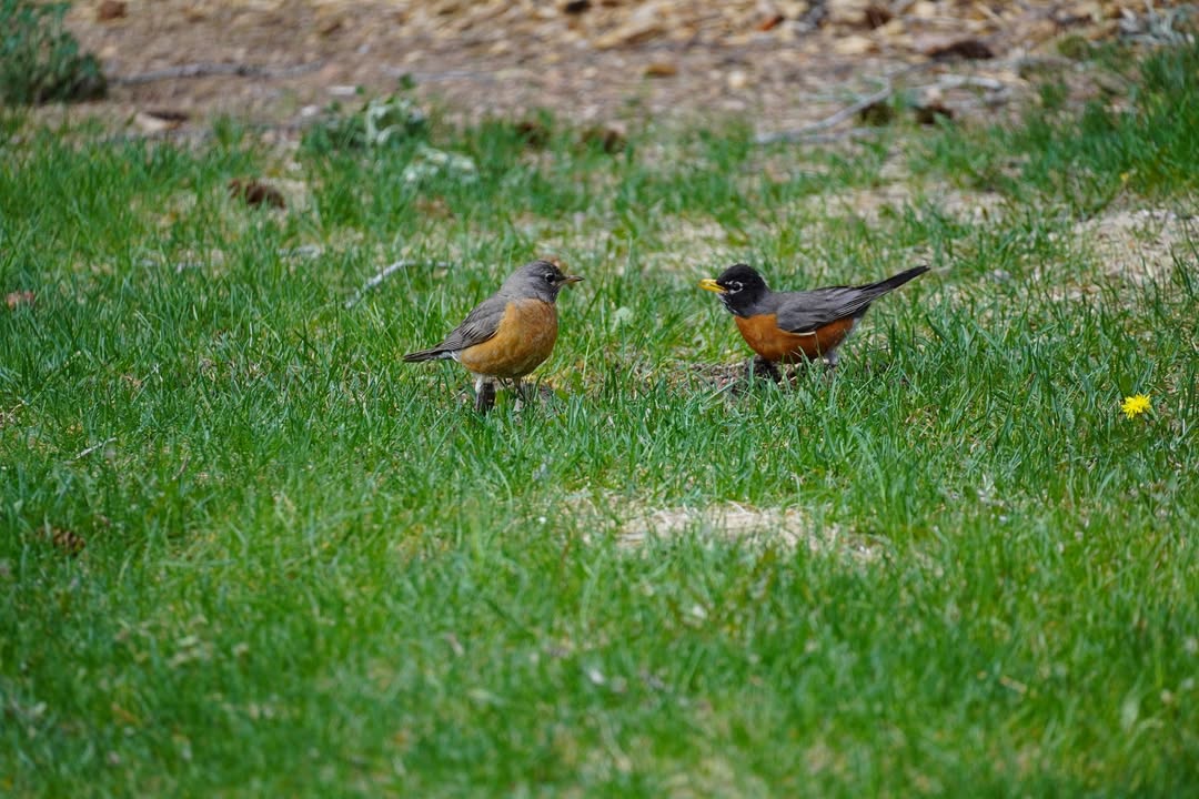 Colorado Springs, CO