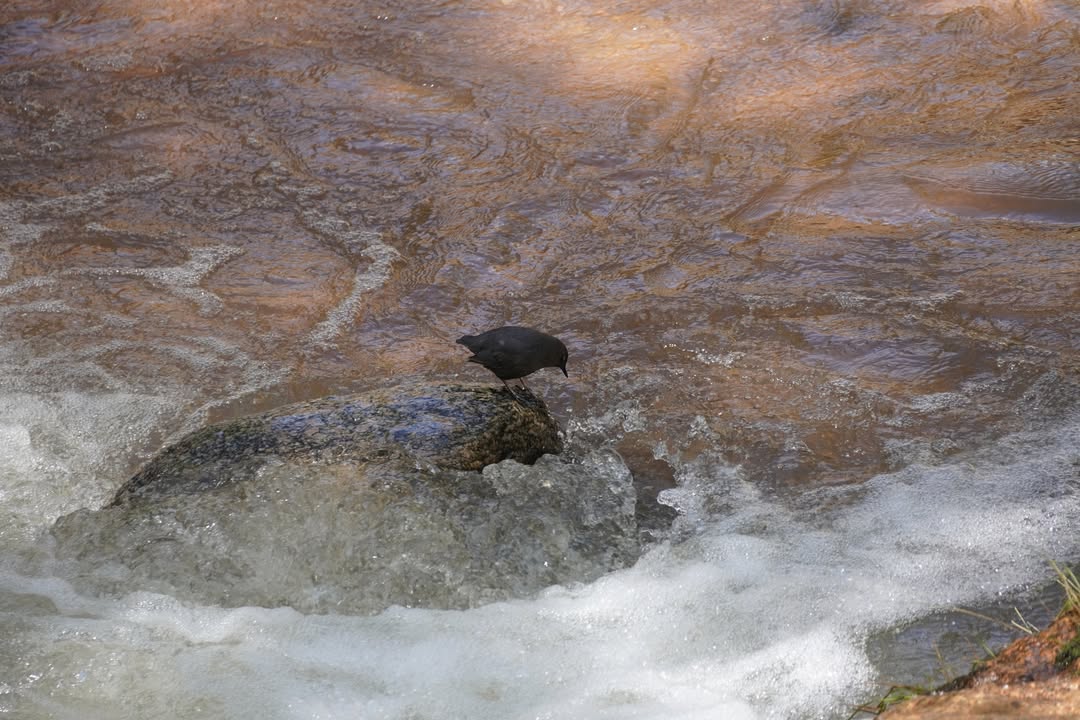 American Dipper in Creek at Seven Falls