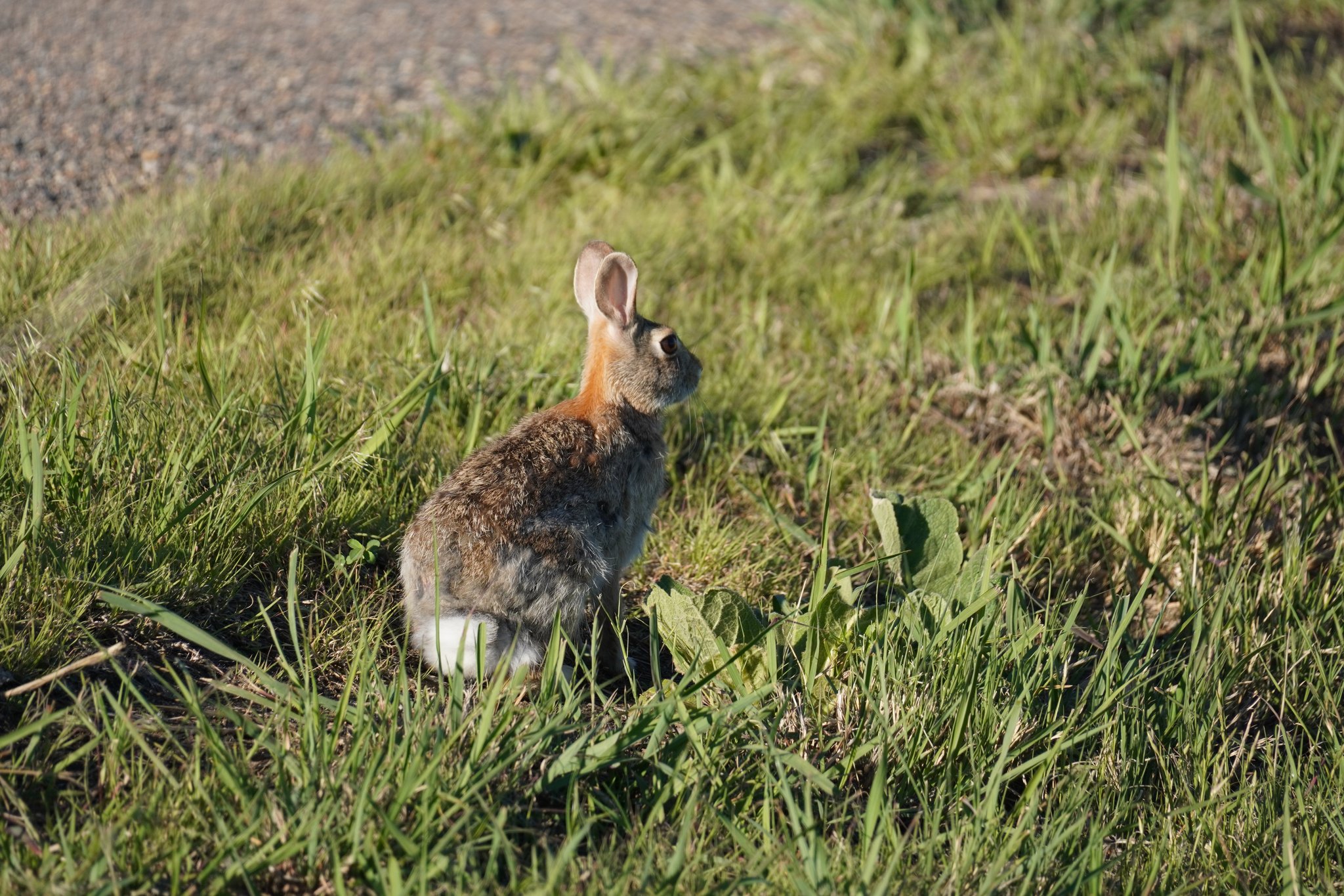 Bunny at St Vrain